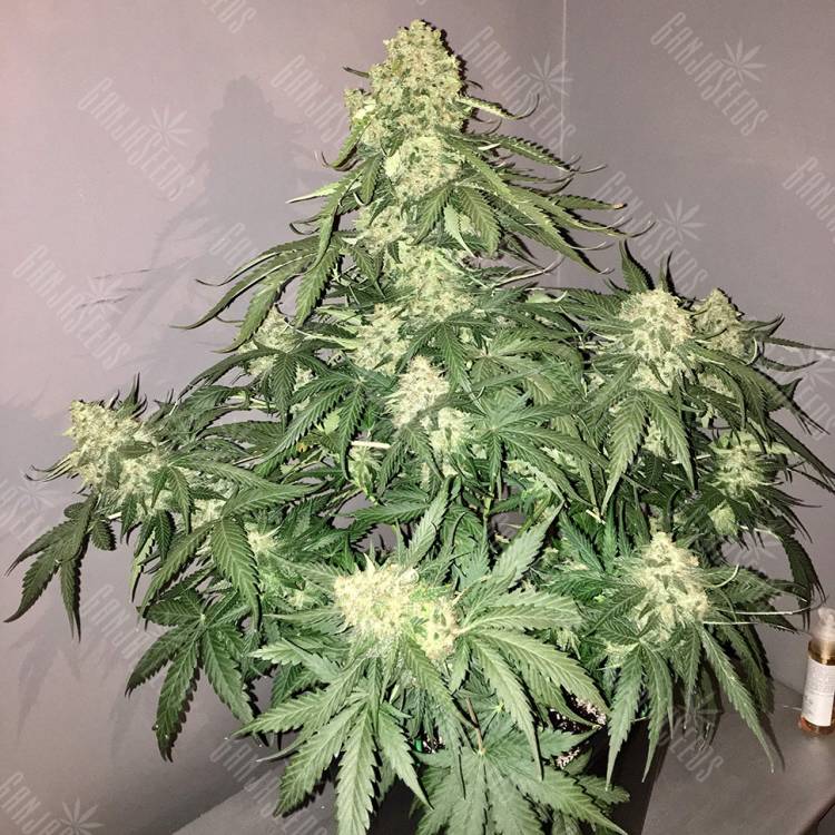 заказ семян конопли Auto Shalkar feminised Bang Seeds заказ семян конопли Auto Shalkar feminised Bang Seeds
