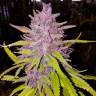 Point Of No Return x AK 47 (Powerful) regular Ganja Seeds