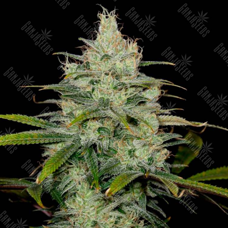 семена каннабиса Cheese CBD feminised Dinafem Seeds