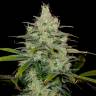 семена каннабиса Cheese CBD feminised Dinafem Seeds