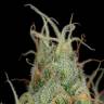 семена конопли Cheese CBD feminised Dinafem Seeds