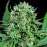 элитные семена конопли Cheese CBD feminised Dinafem Seeds