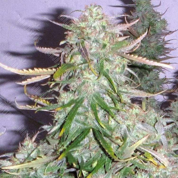 семена конопли f1 в оригинальной упаковке Gagarin Haze feminised Dutch Passion Seeds