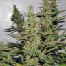 семена сортовой конопли Gagarin Haze feminised Dutch Passion Seeds