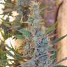 семена конопли феминизированные Gagarin Haze feminised Dutch Passion Seeds