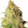качественные семена конопли Gagarin Haze feminised Dutch Passion Seeds
