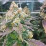 семена конопли для выращивания Dream Berry feminised Female Seeds