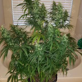 Sterling Haze feminised Nirvana Seeds