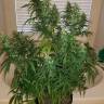 семена конопли в России Sterling Haze feminised Nirvana Seeds семена конопли в России Sterling Haze feminised Nirvana Seeds