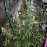 семена конопли Москва Sterling Haze feminised Nirvana Seeds семена конопли Москва Sterling Haze feminised Nirvana Seeds