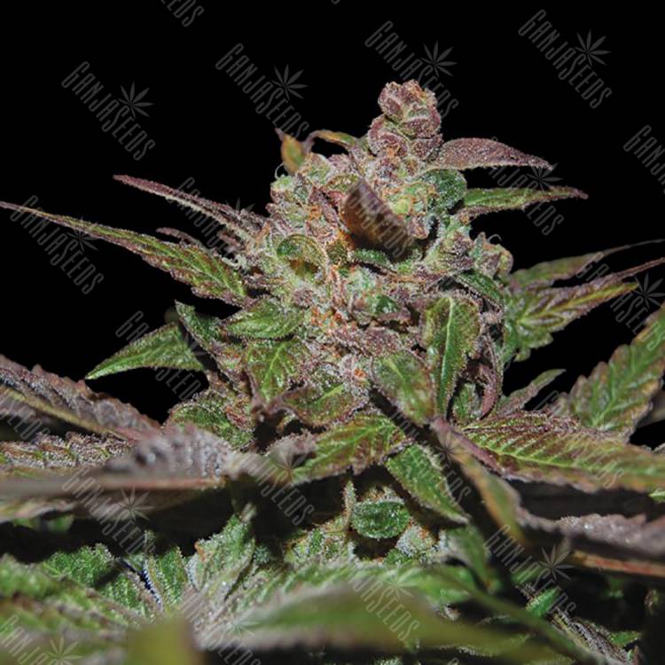 заказать на сайте семена конопли Purple Wreck feminised Reserva Privada