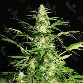 White Russian feminised Serious Seeds