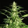 семена конопли в фирменной упаковке White Russian feminised Serious Seeds