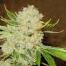 семена конопли f1 в оригинальной упаковке White Russian feminised Serious Seeds