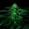 семена конопли феминизированные OG Kush feminised