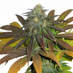 Era feminised Ganja Seeds