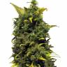 Auto Sweet Cheese feminised Ganja Seeds