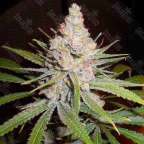 White Skunk #1 feminised Ganja Seeds