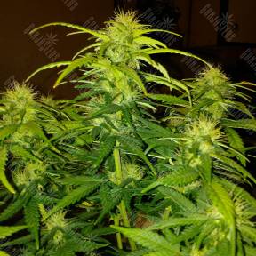 White Widow CBD feminised Ganja Seeds