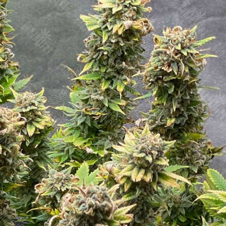 Strawberry Amnesia feminised Dinafem Seeds Strawberry Amnesia feminised Dinafem Seeds