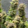 Strawberry Amnesia feminised Dinafem Seeds Strawberry Amnesia feminised Dinafem Seeds