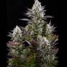 Strawberry Amnesia feminised Dinafem Seeds Strawberry Amnesia feminised Dinafem Seeds