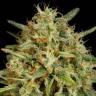 Strawberry Amnesia feminised Dinafem Seeds Strawberry Amnesia feminised Dinafem Seeds