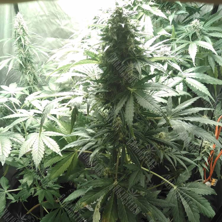 семена конопли в фирменной упаковке Point of No Return x Lowryder (Point) regular Ganja Seeds