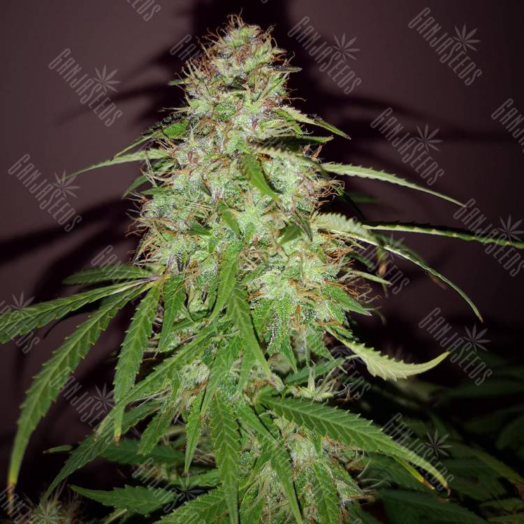 заказать качественные семена конопли Quick London regular Ganja Seeds