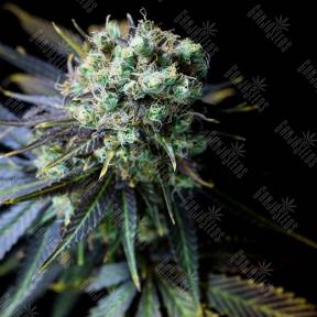 Dinamed CBD feminised Dinafem Seeds