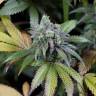 семена  медицинской конопли Dinamed CBD feminised Dinafem Seeds