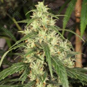 Mekong High feminised Dutch Passion Seeds