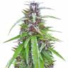семена конопли в интернете Easy Sativa feminised Female Seeds