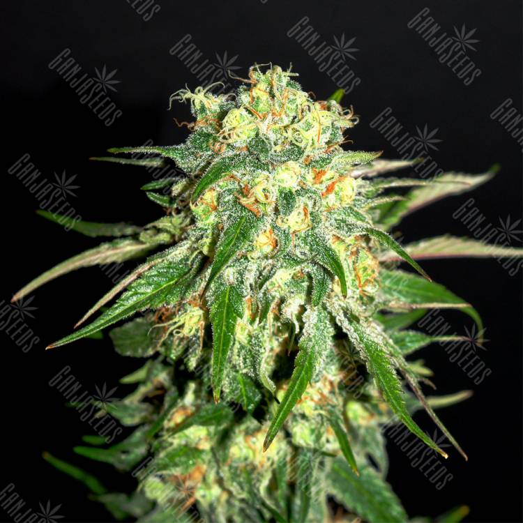 семена конопли для посадки купить Amnesi-K Lemon feminised Kannabia Seeds