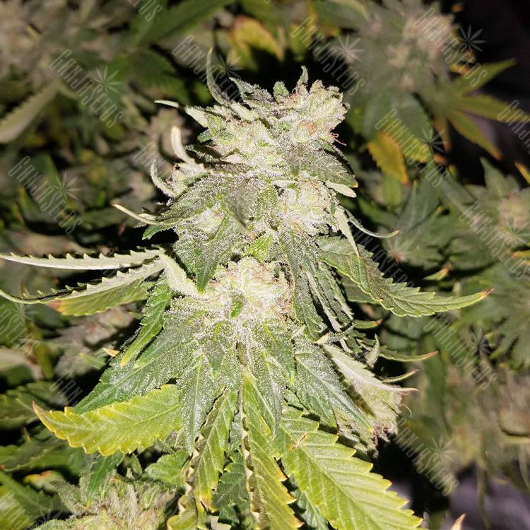 семена конопли для курения Super Skunk feminised Nirvana Seeds