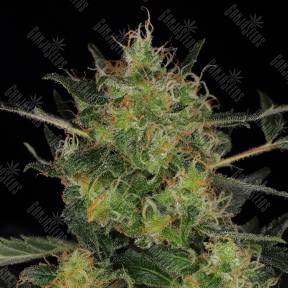 CBD-Chronic feminised Serious Seeds