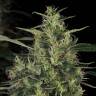 семена конопли в оригинальных упаковках CBD-Chronic feminised Serious Seeds