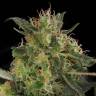 семена конопли медицинской CBD-Chronic feminised Serious Seeds