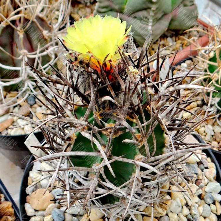 Семена кактусов Astrophytum capricorne var. crassispinum Семена кактусов Astrophytum capricorne var. crassispinum