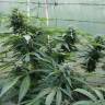 семена конопли в интернете Auto Jack Herer feminised GanjaLiveSeeds