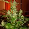 семена конопли скороспелый купить Auto Jack Herer feminised GanjaLiveSeeds