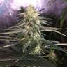 мощные семена конопли Critical + feminised