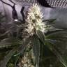 семена конопли с доставкой Critical + feminised