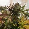 заказ семян конопли Critical + feminised