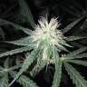 где можно заказать семена конопли Critical + feminised