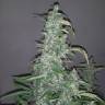 семена культурной конопли купить Auto Wappa feminised