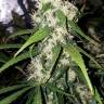 Super Silver feminised Dinafem Seeds Super Silver feminised Dinafem Seeds
