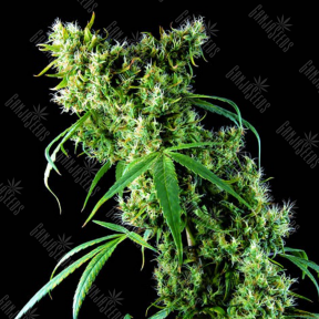 Super Silver feminised Dinafem Seeds