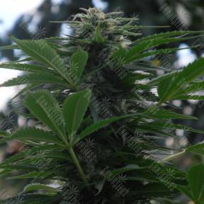 Auto Talgar feminised Bang Seeds