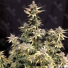 Auto Critical Kush feminised Barneys Farm
